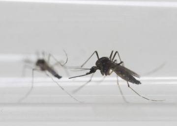 Nova York confirma o primeiro caso de transmissão sexual do vírus do Zika de mulher a homem