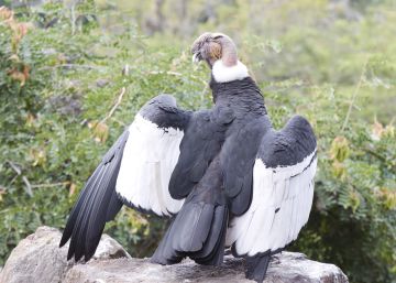 El cóndor vuela bajo en Ecuador El cóndor vuela bajo en Ecuador