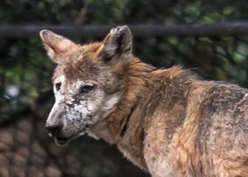 Zoológicos en México: el show debe terminar