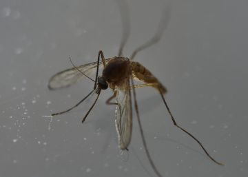 Colombia da por concluida la epidemia del zika
