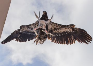 Las águilas que cazan drones están listas en Holanda Las águilas que cazan drones están listas en Holanda