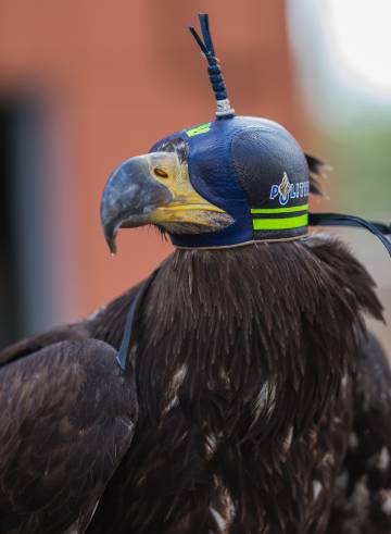 El águila calva es llamada también águila blanca o águila marina americana, una especie de América del Norte.