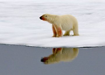 Diez osos polares cercan a científicos rusos en la remota isla ártica de Troynoy Diez osos polares cercan a científicos rusos en la remota isla ártica de Troynoy