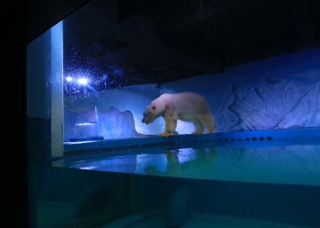Un millón de firmas para liberar al “oso polar más triste”