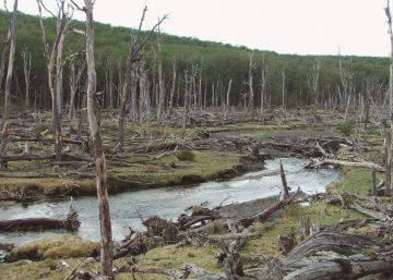 Argentina matará 100.000 castores para salvar sus bosques nativos