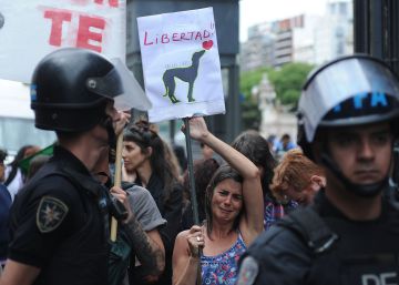 Argentina prohíbe las carreras de galgos en una jornada con tensión