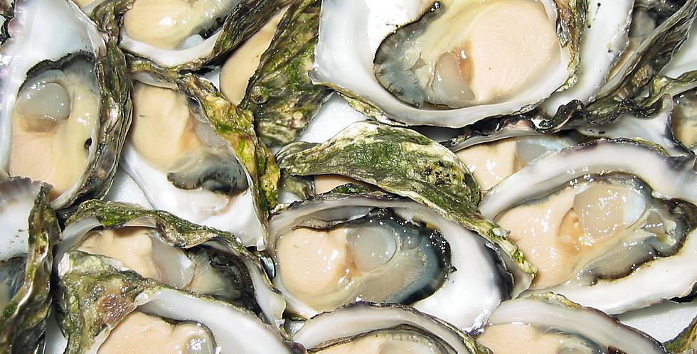 Las ostras dejan de ser un lujo en Portugal