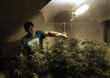 La legalización del cannabis en Uruguay se atasca La legalización del cannabis en Uruguay se atasca