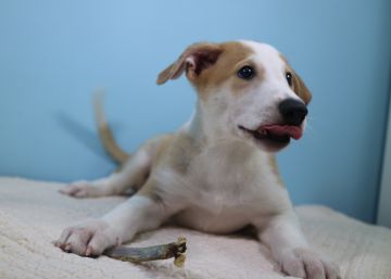 Argentina ya tiene su primer perro clonado por encargo