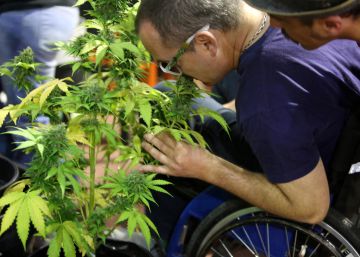 México aprova uso medicinal da maconha México aprova uso medicinal da maconha