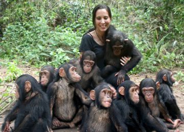 Salvar a los chimpancés del Congo
