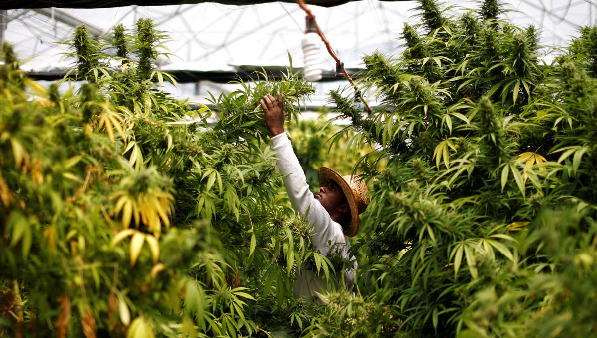 Cultivo de marihuana para uso terapéutico en Nazaret.