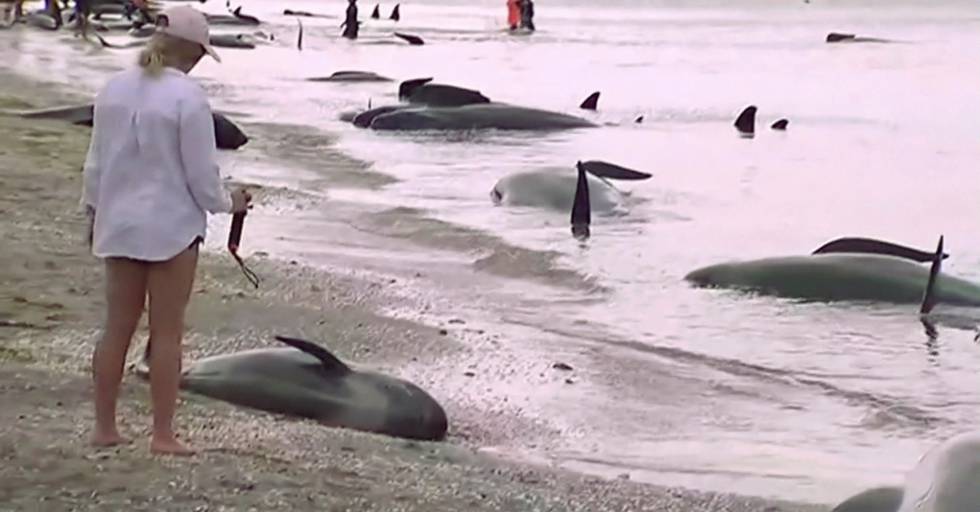 Una turista observa un bebé de ballena muerto en la arena.
