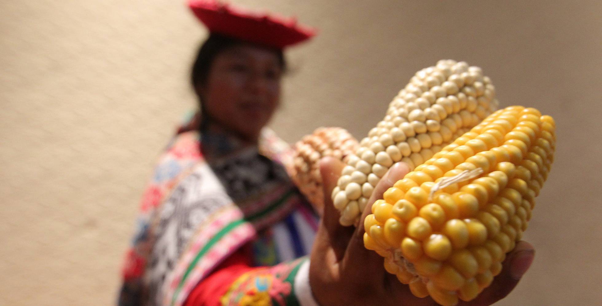 Protesta contra el maíz transgénico. Protesta contra el maíz transgénico.
