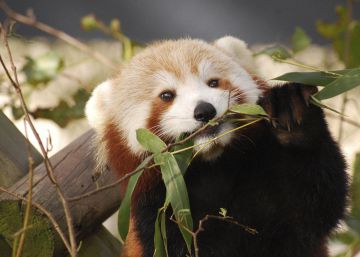 Zoológicos vivem ‘epidemia’ de fugas Zoológicos vivem ‘epidemia’ de fugas