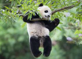 Chile apaga fuegos con voluntarios Chile apaga fuegos con voluntarios