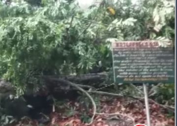 18 personas que se bañaban en unas cataratas de Ghana mueren tras caerles un árbol 18 personas que se bañaban en unas cataratas de Ghana mueren tras caerles un árbol