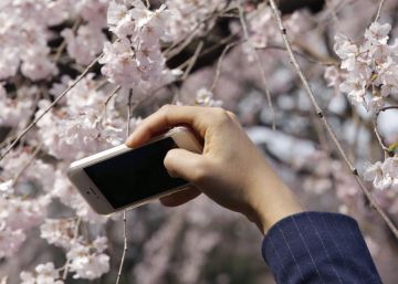 El ‘hanami’ o la importancia de la floración de los cerezos para los japoneses