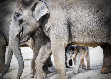 Ruperta, el elefante que resucita el drama de la crisis de Venezuela Ruperta, el elefante que resucita el drama de la crisis de Venezuela
