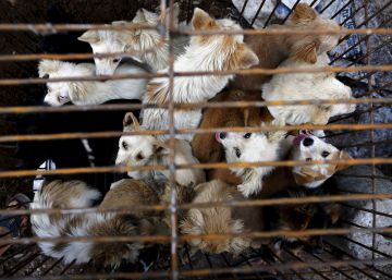 Taiwan proíbe o consumo de carne de cachorro e de gato