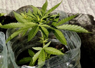 Uruguay inicia el registro para la compra legal de marihuana Uruguay inicia el registro para la compra legal de marihuana