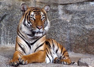 Muere una cuidadora de un zoo en Reino Unido tras el ataque de un tigre Muere una cuidadora de un zoo en Reino Unido tras el ataque de un tigre