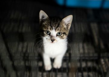 França procura um serial killer de gatos França procura um serial killer de gatos