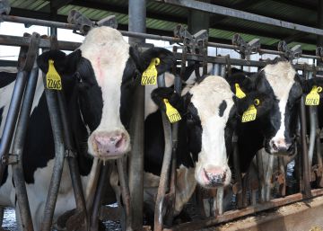 Puente aéreo para trasladar 4.000 vacas a Qatar Puente aéreo para trasladar 4.000 vacas a Qatar