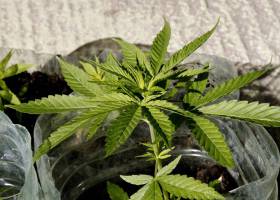 Uruguay revoluciona la política de drogas mundial con la venta de marihuana en farmacias