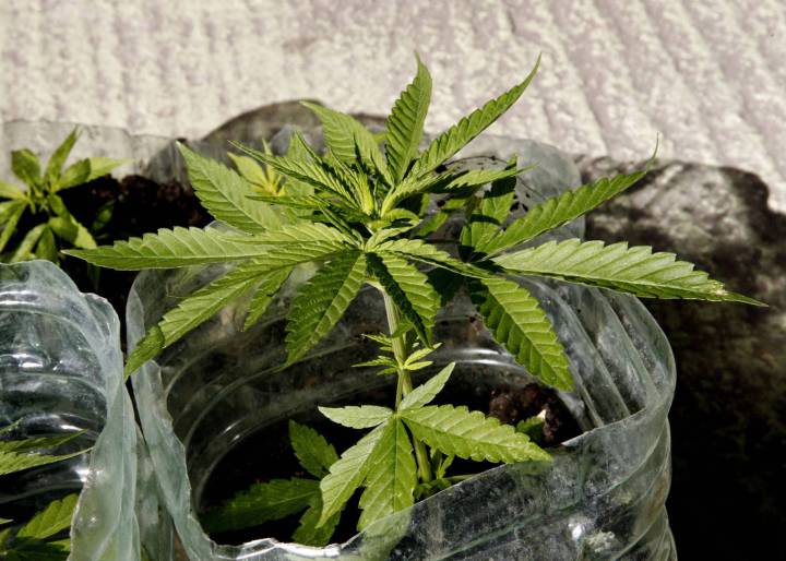 Uruguay inicia el registro para la compra legal de marihuana Uruguay inicia el registro para la compra legal de marihuana