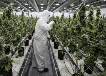 Cinco detenidos tras el asalto a mano armada a una plantación de marihuana en Pontevedra
