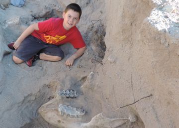 Un niño tropieza y descubre un fósil de un millón de años Un niño tropieza y descubre un fósil de un millón de años