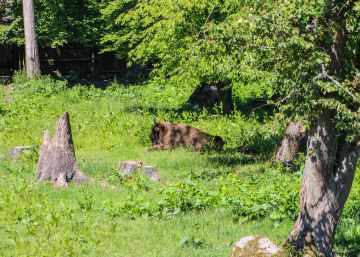 Polonia pierde la batalla judicial europea por la tala de un bosque