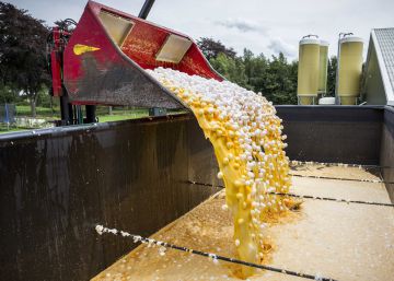 La alerta sanitaria por los huevos contaminados se extiende a Alemania y Bélgica
