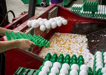 La alerta por los huevos contaminados afecta ya a siete países europeos