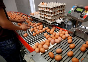 La alarma por los huevos contaminados alcanza a la carne de pollo en Holanda
