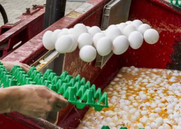 Holanda detiene a dos sospechosos por el caso de los huevos contaminados