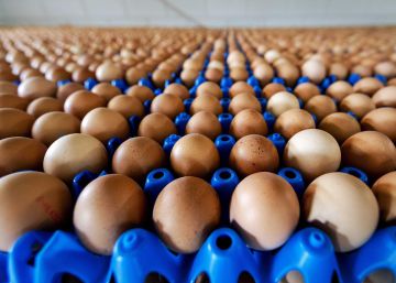 Milhões de ovos contaminados saíram de criadouros de quatro países europeus Milhões de ovos contaminados saíram de criadouros de quatro países europeus