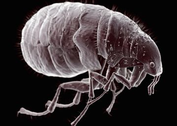 Encuentran pulgas portadoras de la peste negra en Arizona