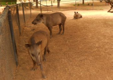 Polícia venezuelana investiga o roubo de animais de um zoo para serem comidos Polícia venezuelana investiga o roubo de animais de um zoo para serem comidos