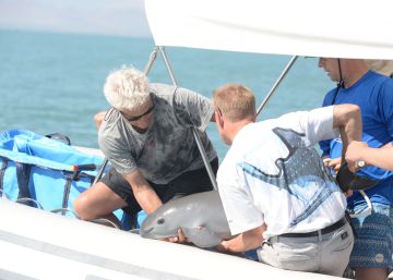 Una vaquita marina para la historia de México Una vaquita marina para la historia de México