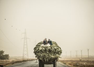 Seca e guerra impulsionam êxodo rural na Síria