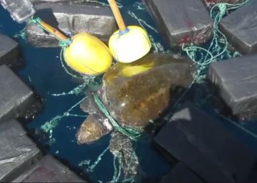 El rescate en el Pacífico de una tortuga enredada entre 800 kilos de cocaína