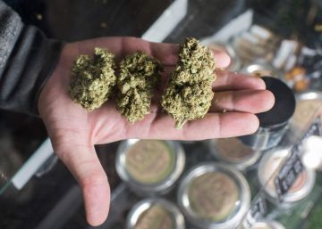 Califórnia estreia em 1º de janeiro o maior mercado de maconha legal e recreativa do mundo