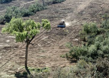 Guerra entre a soja e as florestas no norte argentino