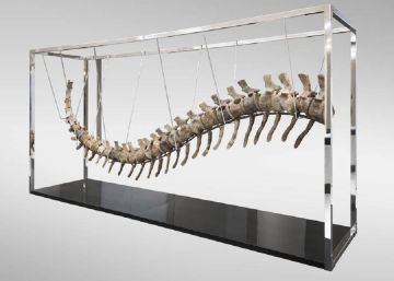 Polémica entre Marruecos y México por una cola de dinosaurio subastada para las víctimas del terremoto