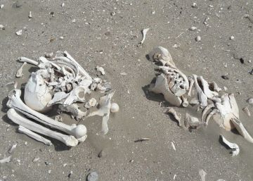 Dos turistas hallan restos humanos de 3.000 años tirados en una playa de Argentina