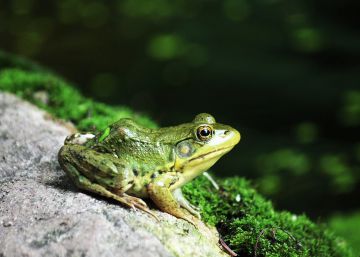 El ejército uruguayo sale a la caza de miles de ranas toro