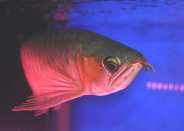 Cirugía estética para peces de ojos caídos
