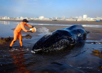 Cinco intentos desesperados por salvar a una ballena encallada en Argentina